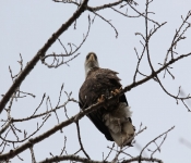 2015 03 015 Eagles012